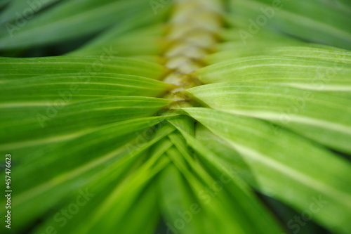 close up of green leaf