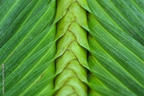 green leaf background