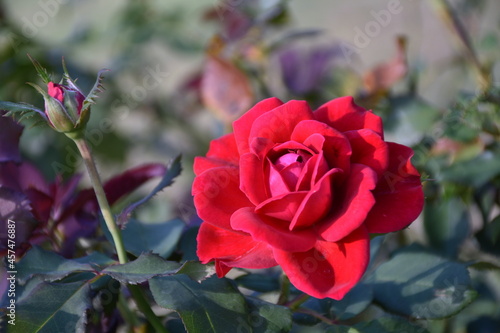 red rose in garden