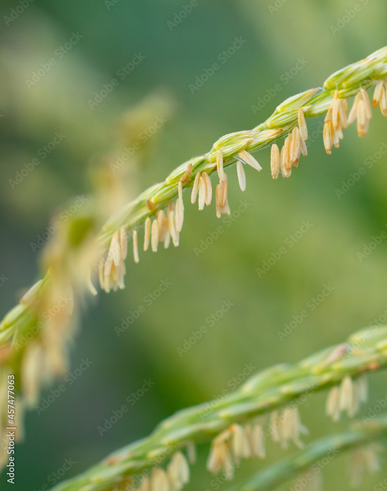 Flowers of corn in the vegetable garden in summer. Flowers of corn in the vegetable garden in summer.