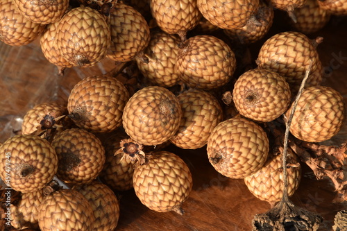 Rattan palm seed, Rattan palm fruit has a yellow shell