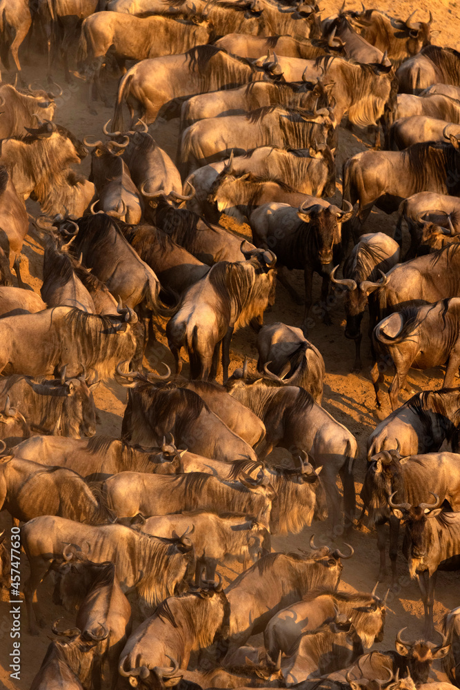 Fototapeta premium African wild life.