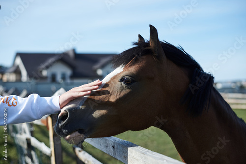 Young brown and white horse standing behind the fence on hippodrome. Close-up picture of person's hand, petting stallion. People communicating with domestic animals.