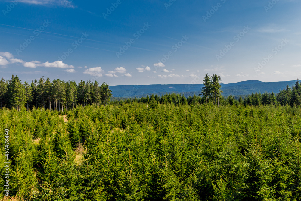 Fototapeta premium Spätsommerwanderung entlang des Rennsteigs bei schönstem Sonnenschein - Deutschland