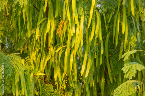 Acacia seeds on a tree photo