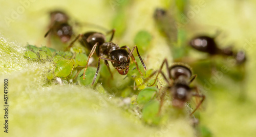 Close-up of an ant and aphid on a tree leaf. © schankz