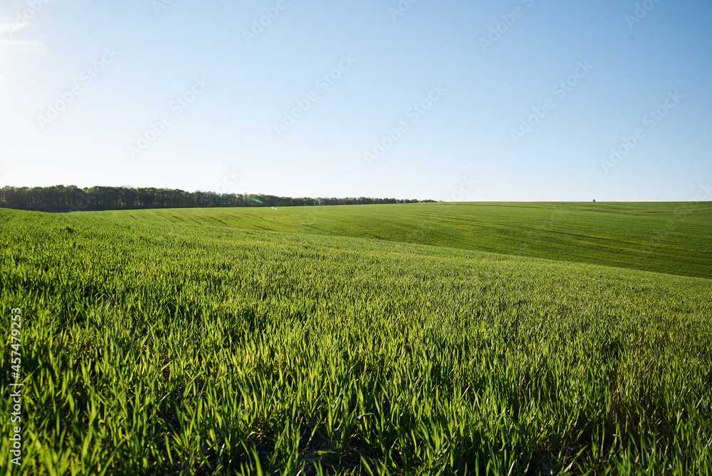 Obraz premium Beautiful field landscape. Countryside village rural natural background at sunny weather in spring summer. Green grass and blue sky with clouds. Nature protection concept.