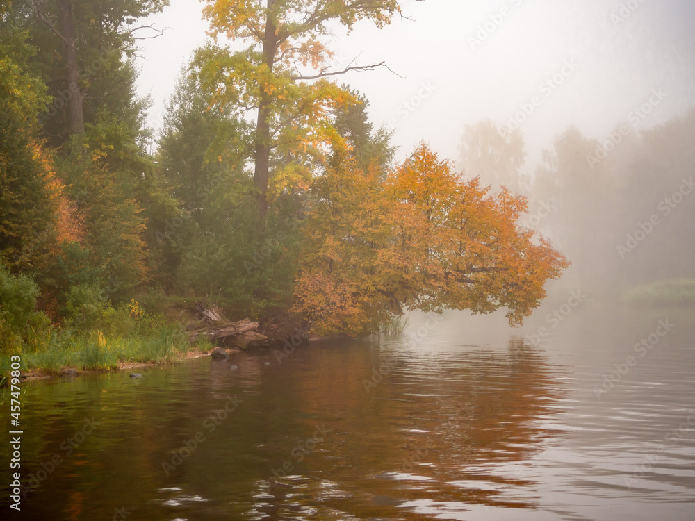 Autumn countryside landscape with river. Orange trees on river bank in early fog