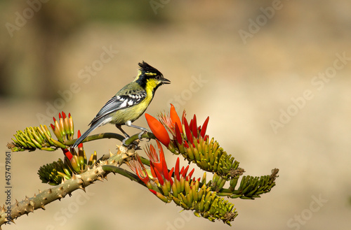 An indian yellow tit perched on a coral tree flower
