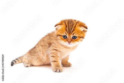 Funny ginger British shorthair kitten.