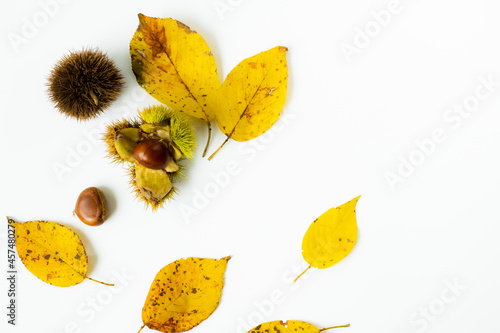 秋のイメージ 栗と落ち葉