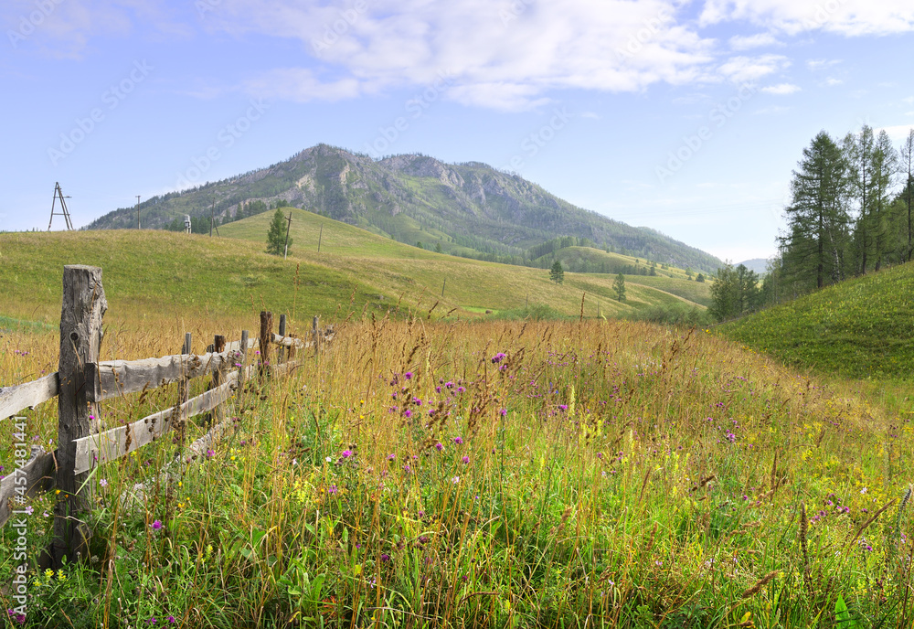 Blooming pasture in the Altai Mountains