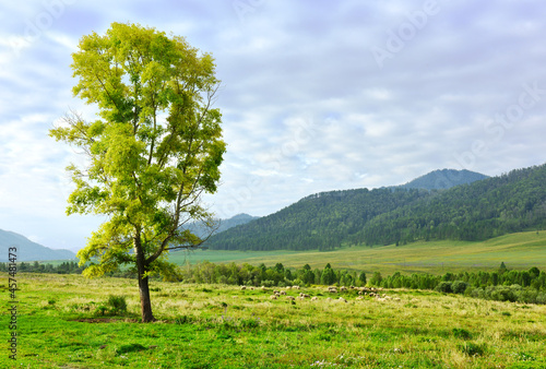 A flowering tree in the Altai mountain valley