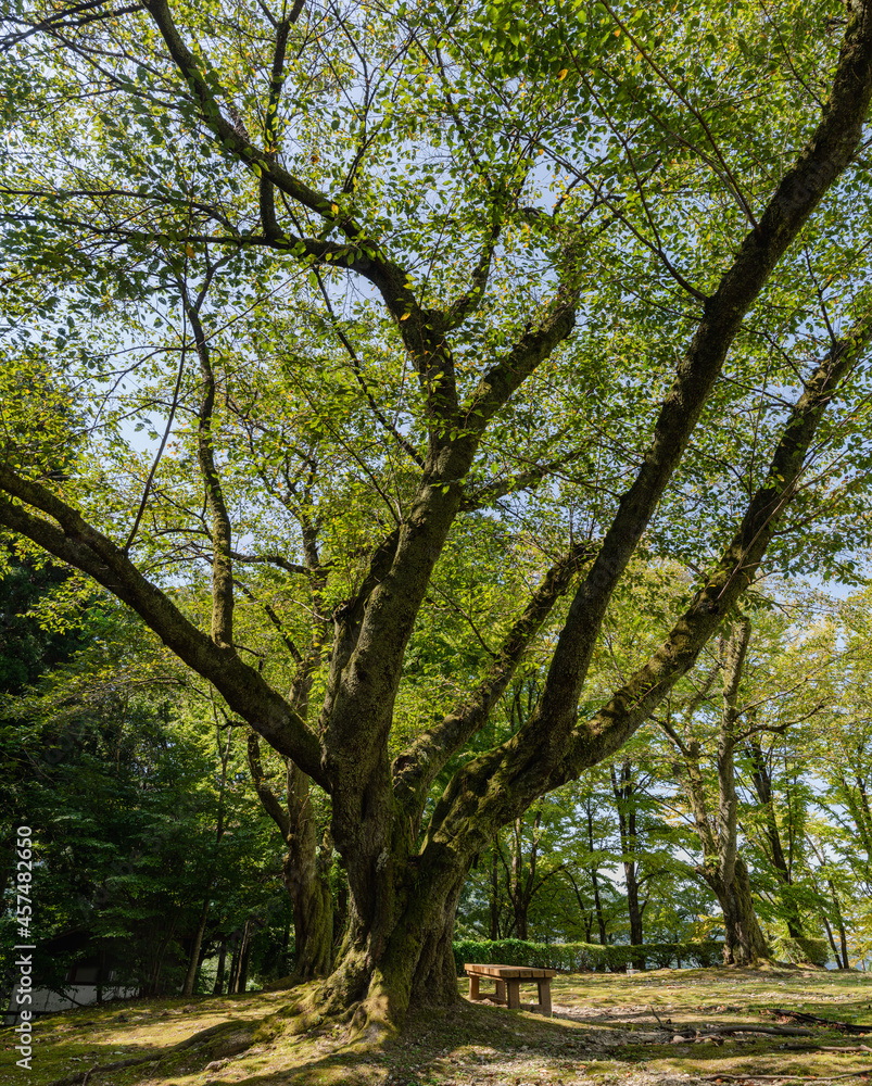 樹木公園　初秋のソメイヨシノの樹木