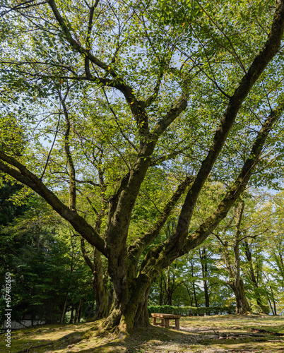 樹木公園 初秋のソメイヨシノの樹木