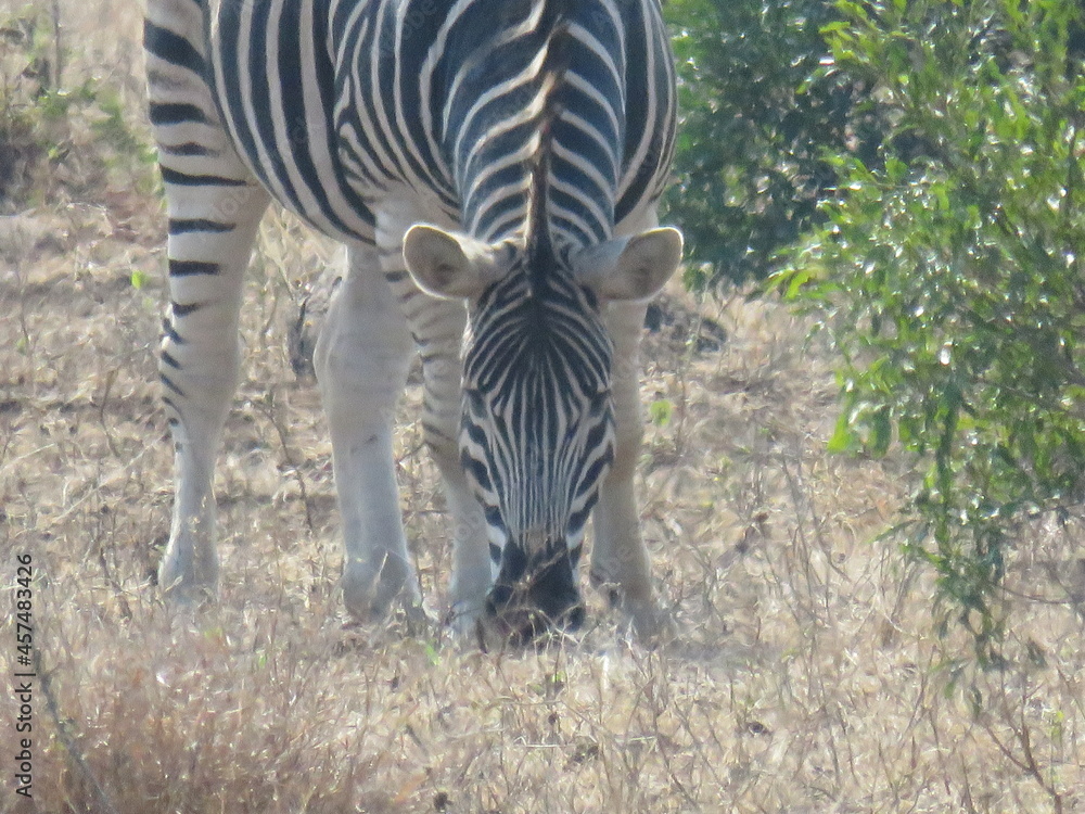 Obraz premium Zebra al parco Kriger