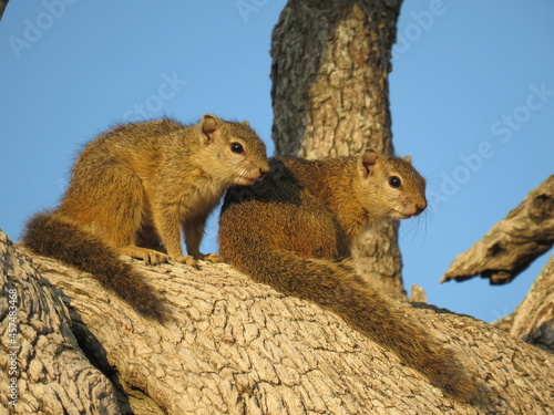 Coppia di scoiattoli al parco Kruger photo