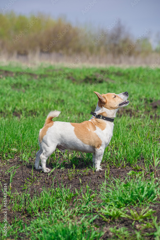 jack russell terrier in nature