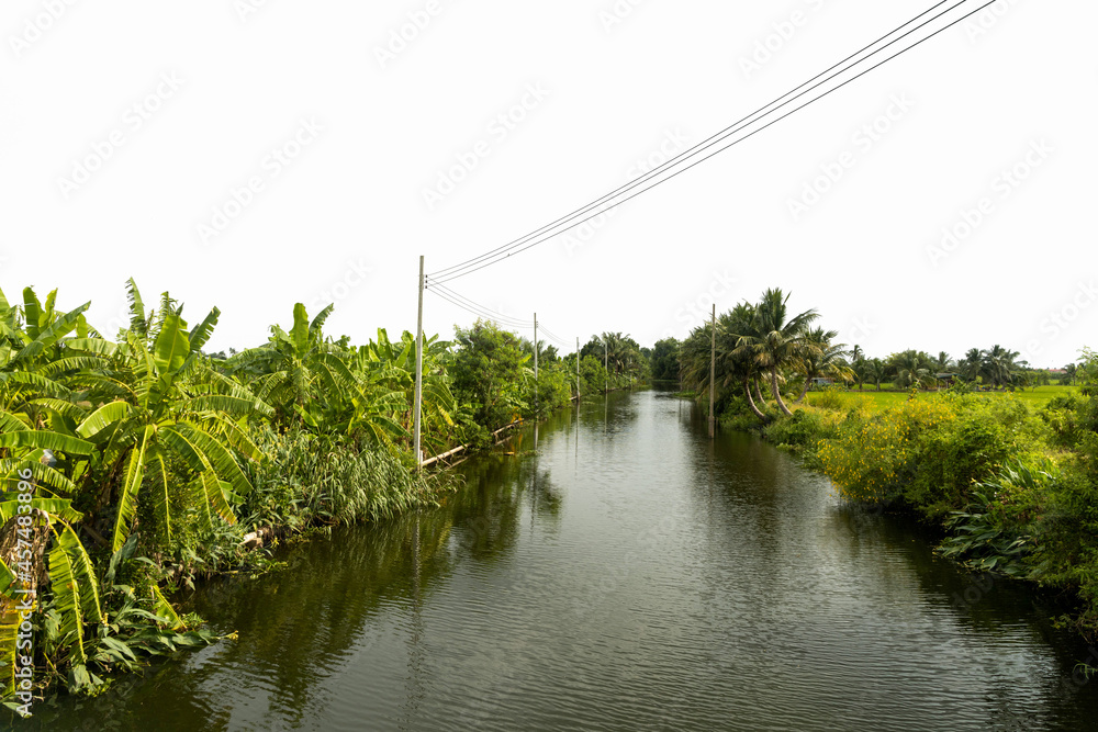 Rivers and canals in the countryside on both sides of the canal planting plants and fruits. View of green rice fields. Sky on white background.