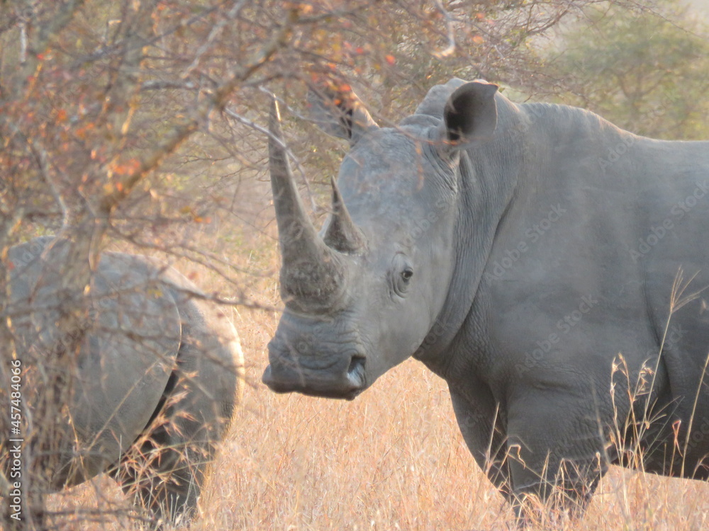 Obraz premium Il rinoceronte possente