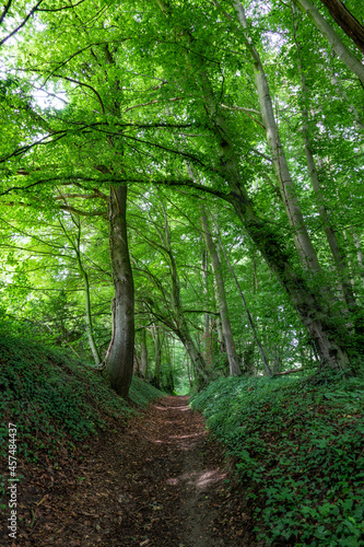 path in the green fresh forest