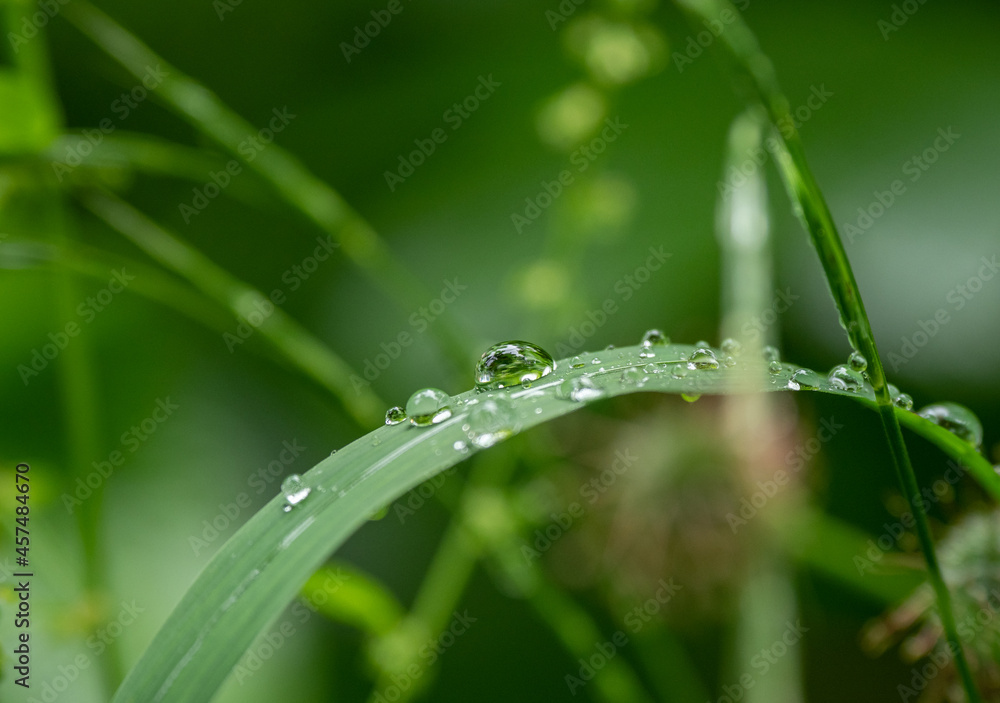rain drops on the green grass
