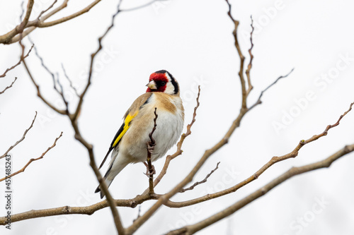 European Goldfinch in New Zealand © Imogen