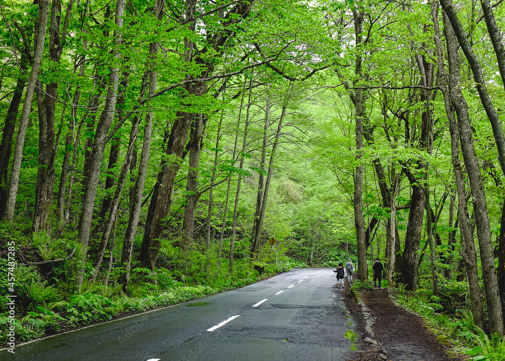 Obraz premium Deep forest of Oirase Gorge in Aomori, Japan