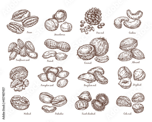 Set sketch of nuts. Vector illustration of nuts in vintage style. Isolated elements for design, packaging.