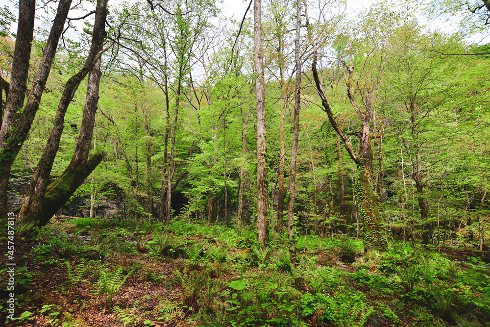Deep forest of Oirase Gorge in Aomori, Japan Deep forest of Oirase Gorge in Aomori, Japan