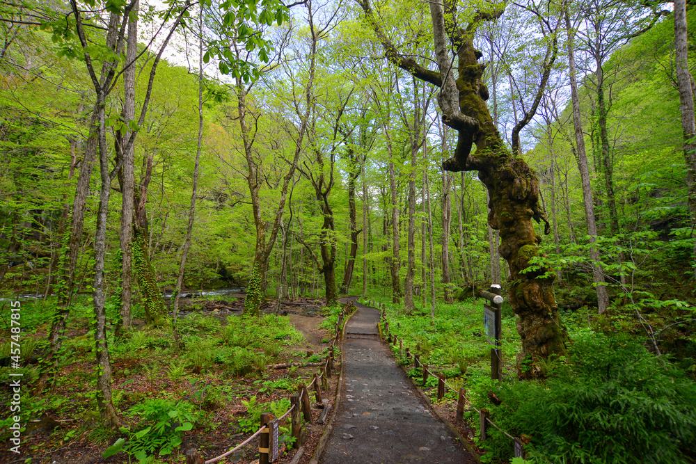 Deep forest of Oirase Gorge in Aomori, Japan Deep forest of Oirase Gorge in Aomori, Japan