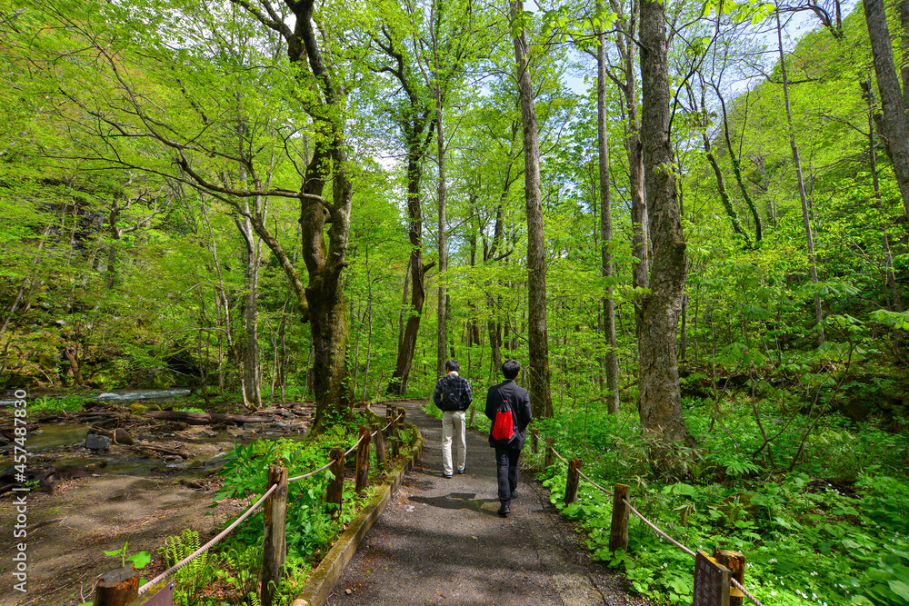 Deep forest of Oirase Gorge in Aomori, Japan Deep forest of Oirase Gorge in Aomori, Japan