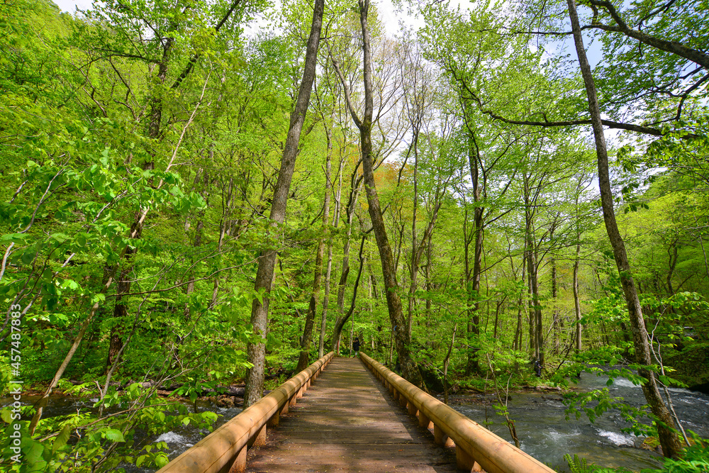 Deep forest of Oirase Gorge in Aomori, Japan Deep forest of Oirase Gorge in Aomori, Japan