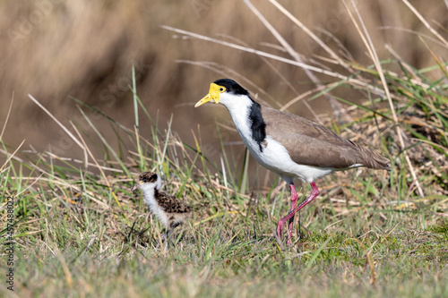 Spur-winged Plover / Masked Lapwing in New Zealand © Imogen