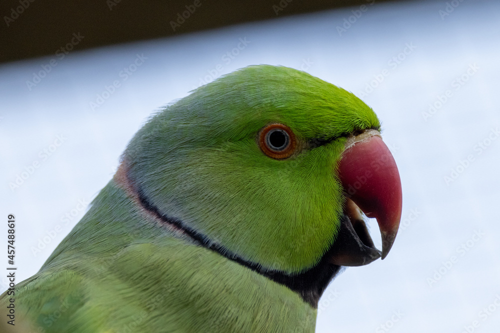 Naklejka premium Ring Necked Parakeet