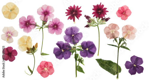 Pressed and dried delicate flowers phlox, isolated on white background. For use in scrapbooking, floristry or herbarium.