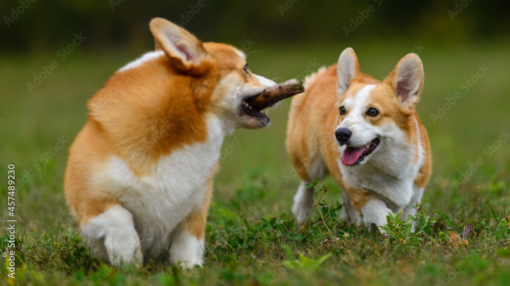 Two happy corgi playing in a green field