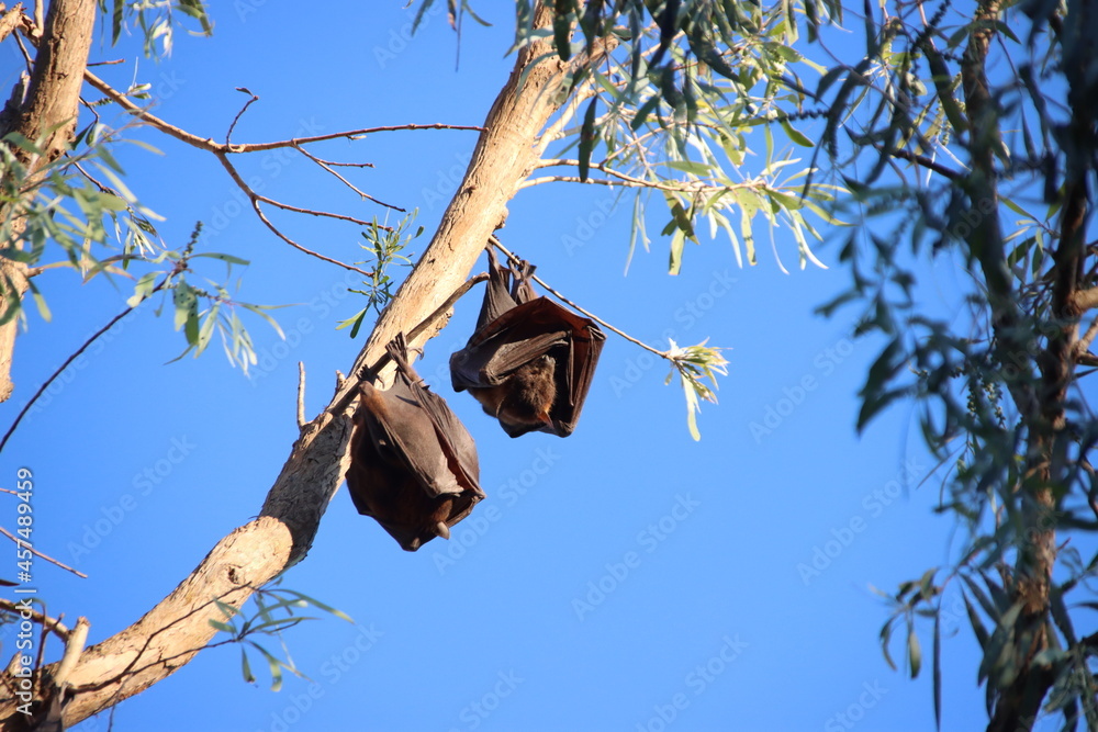 Little Red Flying Fox (Pteropus scapulatus) at Katherine Gorge in Australia's Northern Territory.