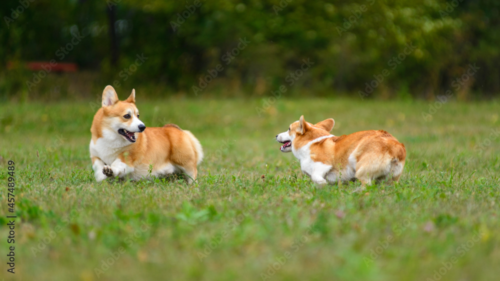 Two happy Corgi run one after the other on the green field Two happy Corgi run one after the other on the green field