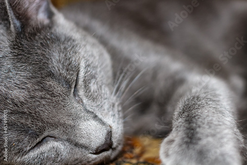 Young gray cat sleeping sweetly close up