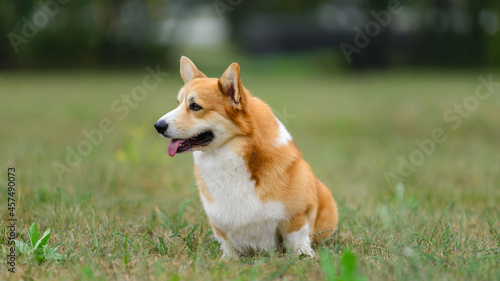 Orange and white Corgi sits obediently in a green field
