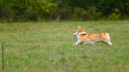 Orange and white corgi happy running on the green field © AlexeyProtopopov