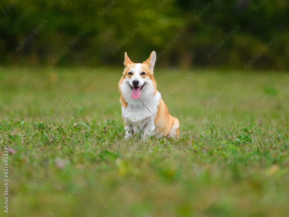 Orange and white happy corgi on a green field