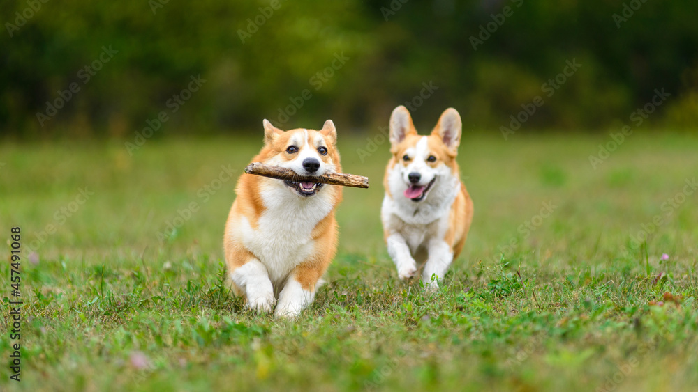 Two happy corgi playing in a green field