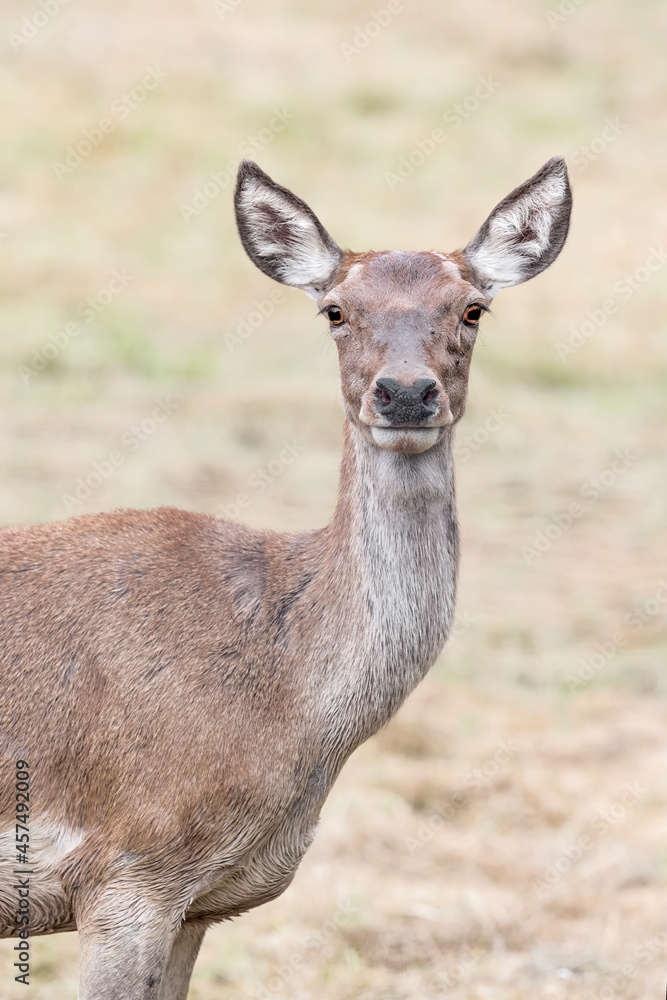 Red deer female in the meadow at morning (Cervus elaphus)