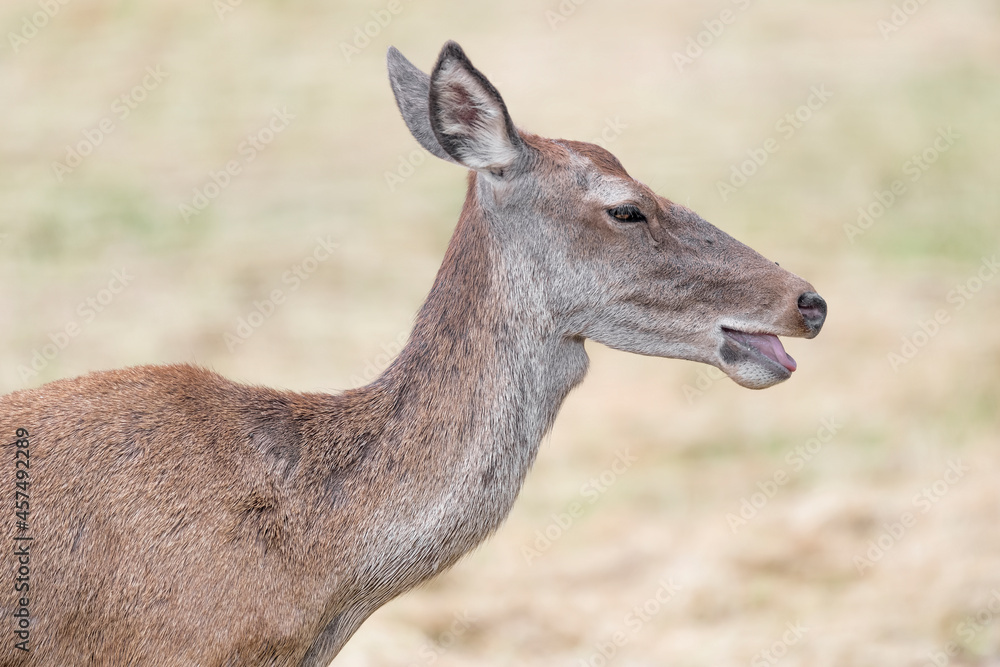 Extreme closeup for a beautiful deer female (Cervus elaphus) Extreme closeup for a beautiful deer female (Cervus elaphus)