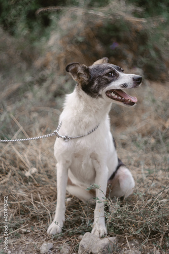 dog on the grass