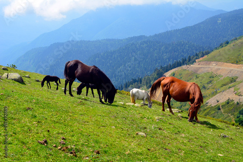 horses on the meadow © Софья Корохова