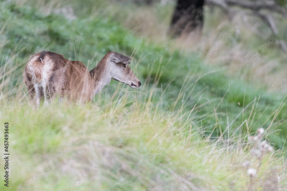 Red deer female art the edge of the woodland (Cervus elaphus)