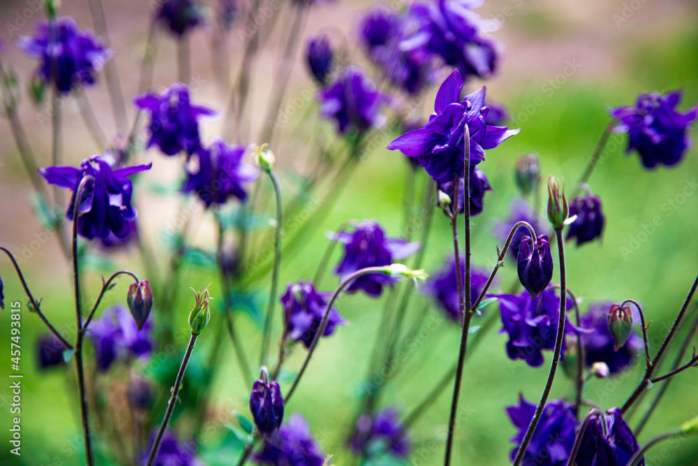 Obraz premium Polne kwiaty